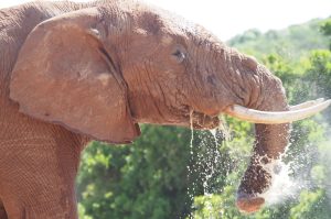 South Africa Namibia – shore excursions with Bakadi Dreams