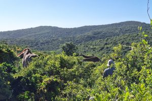 Walking with Giants