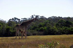 Kragga Kamma