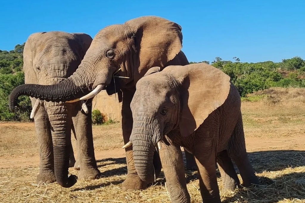 Elephants Leeuwenbosch