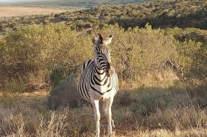 Abby Giraffe Interaction – shore excursions with Bakadi Dreams
