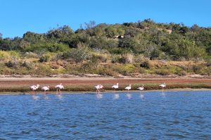 Boat trip on the Sundays River & dunes