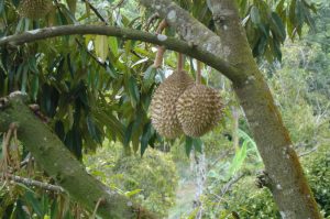 Penang 2 – Discover Nature & Culture