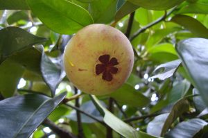 Penang 2 – Discover Nature & Culture