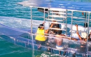 Glass-Bottom Boat Tour