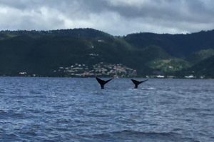 Whale Watching & Dolphin Tour