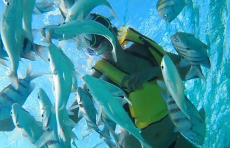 Three-stop snorkel tour at the Stingray City sandbar, Grand Cayman
