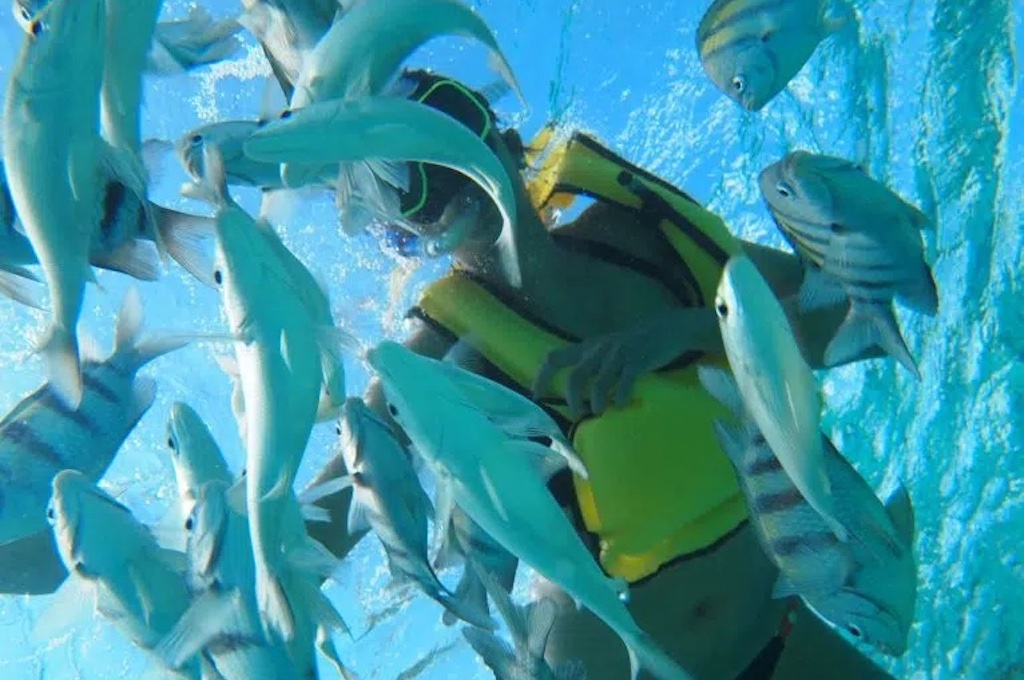 Three-Stop Stingray Snorkel Tour
