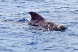 Whale & Dolphin Watching