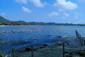 Bonaire Highlight Tour