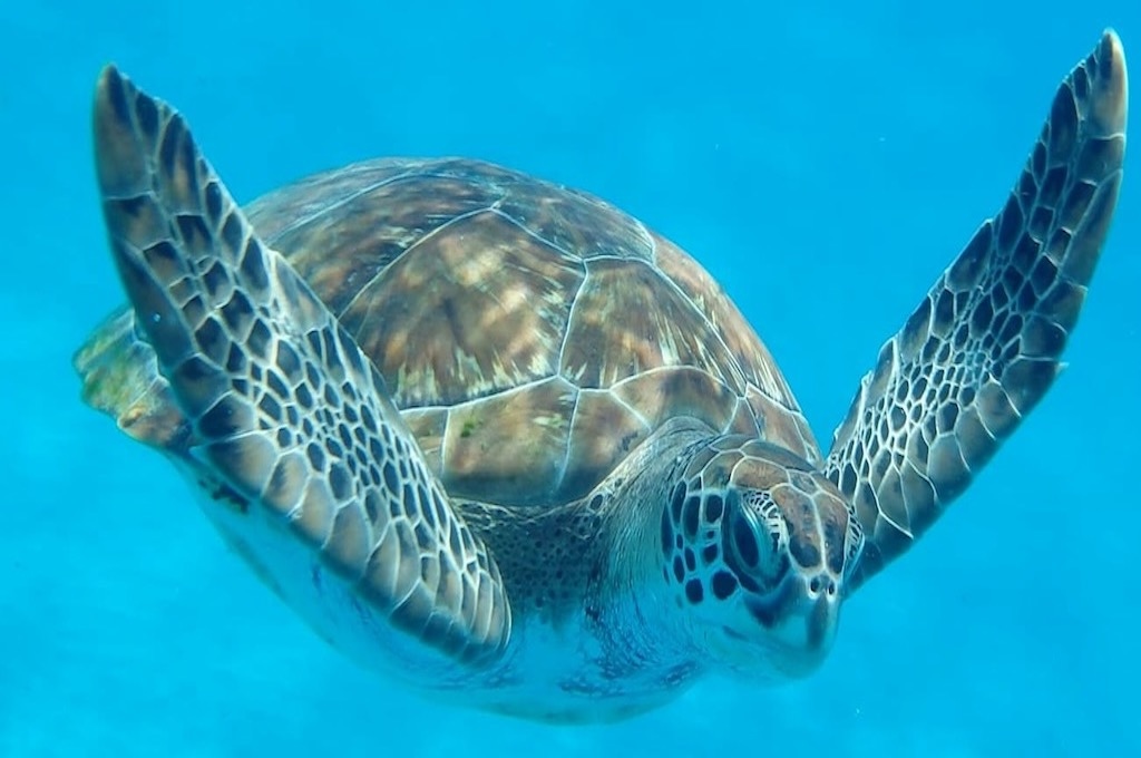 Catamaran Tour with Turtles
