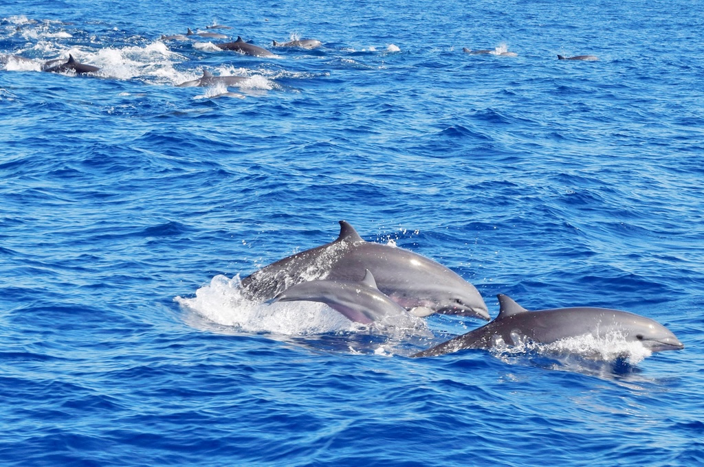Whale & Dolphin Watching