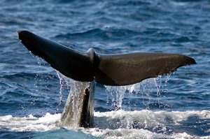 Whale Watching & Dolphin Tour