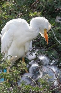 Island, Scenie, Best of St. Kitts