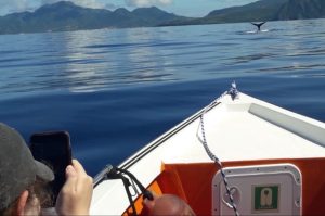 Whale Watching & Dolphin Tour