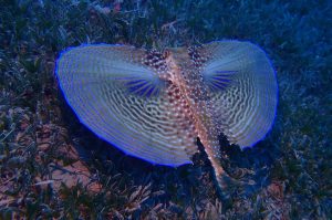 Champagne Reef and Beach