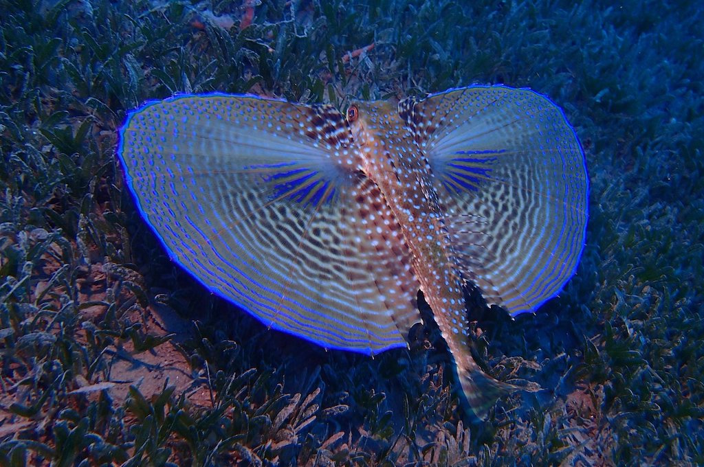Champagne Reef and Beach