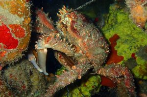 Champagne Reef and Beach