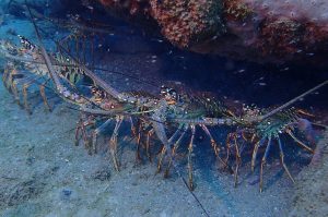 Champagne Reef and Beach