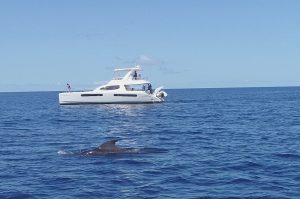 Whale & Dolphin Watching