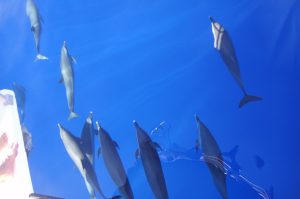 Whale & Dolphin Watching