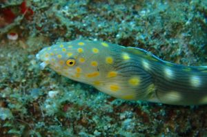 Champagne Reef and Beach