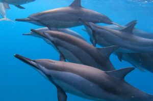 Dolphins & Ile aux Benitiers