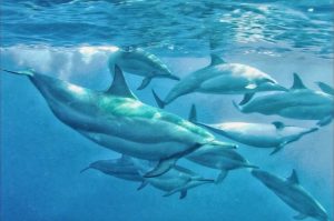 Dolphin Watching