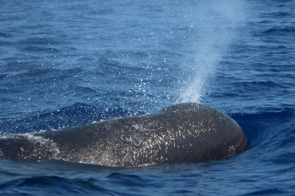 Whale Watching Mauritius