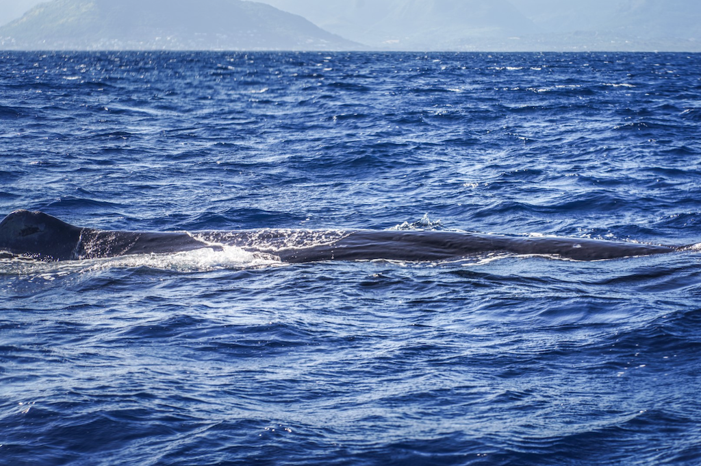 Wal flach unten wasser Whale Watching Mauritius
