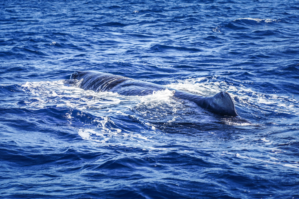 Wal unten wasser Whale Watching Mauritius