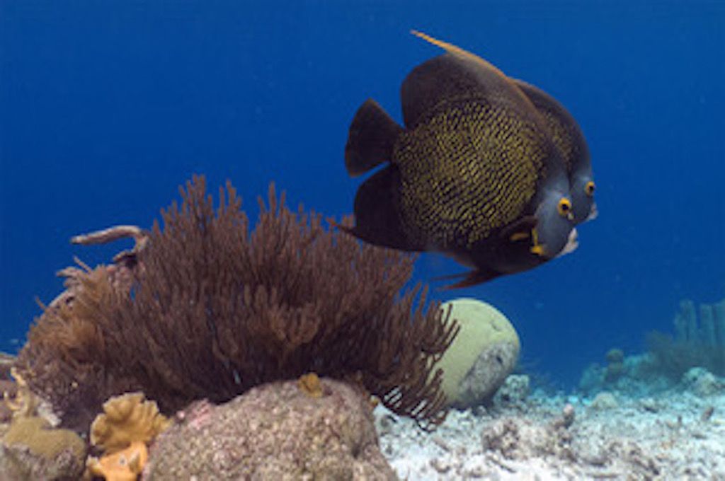 Buccoo Reef Glass-Bottom Boat Tour - Tobago