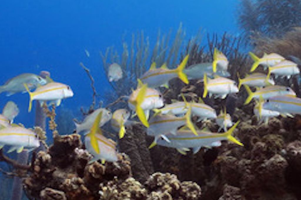 Buccoo Reef glass-bottom boat tour, Tobago Buccoo Reef glass-bottom boat tour, Tobago