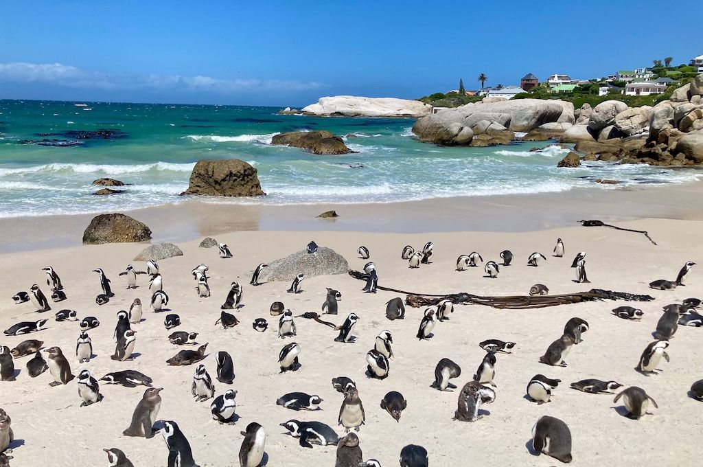 Cape of Good Hope & Boulders Beach Cape of Good Hope & Boulders Beach