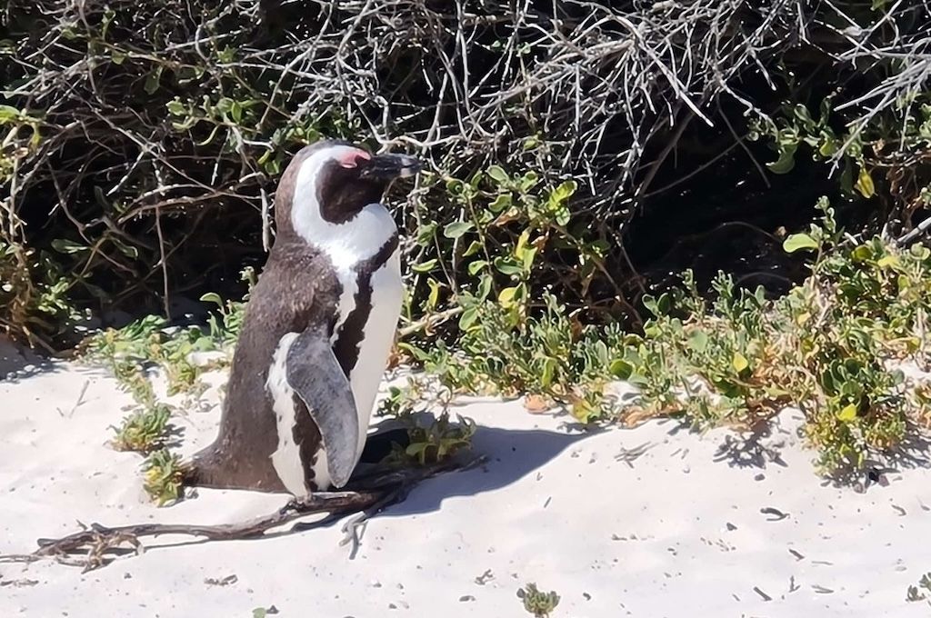 Cape of Good Hope & Boulders Beach Cape of Good Hope & Boulders Beach
