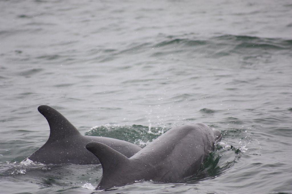 Dolphin Catamaran & Sandwich Harbour - Walvis Bay
