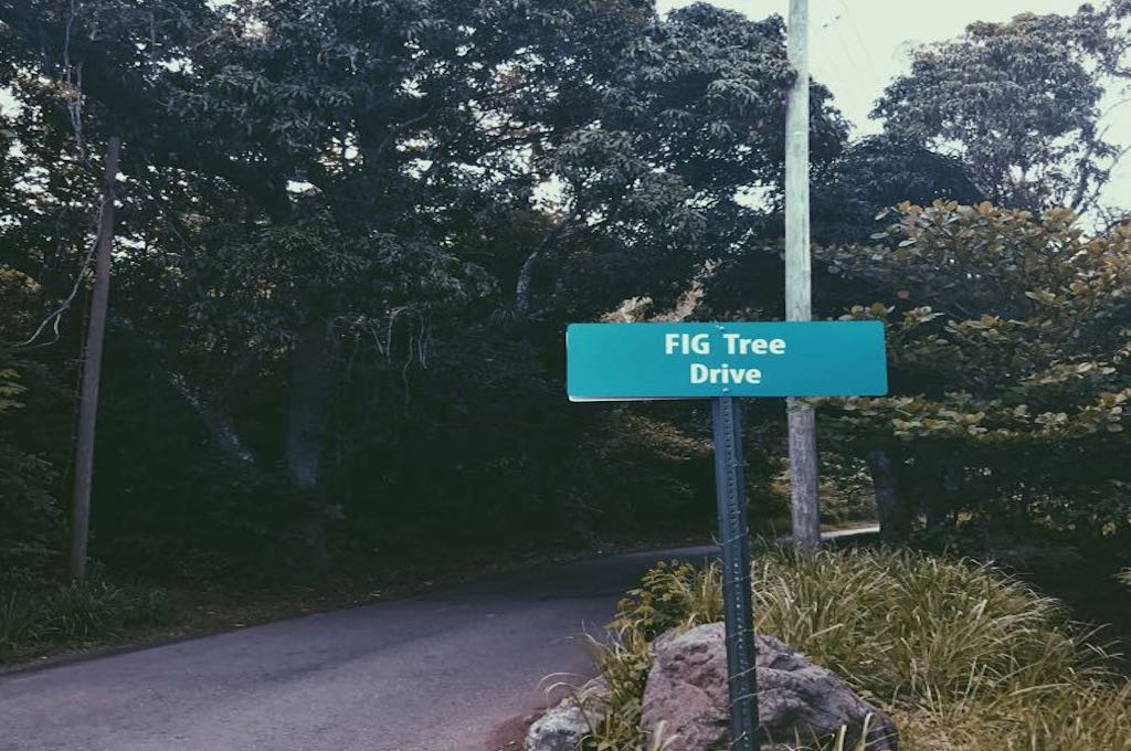 fig-tree-drive Island Tour Northeast