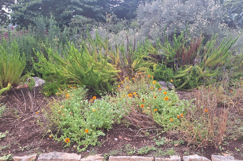 Kirstenbosch Botanical Garden & Chapman’s Peak Drive