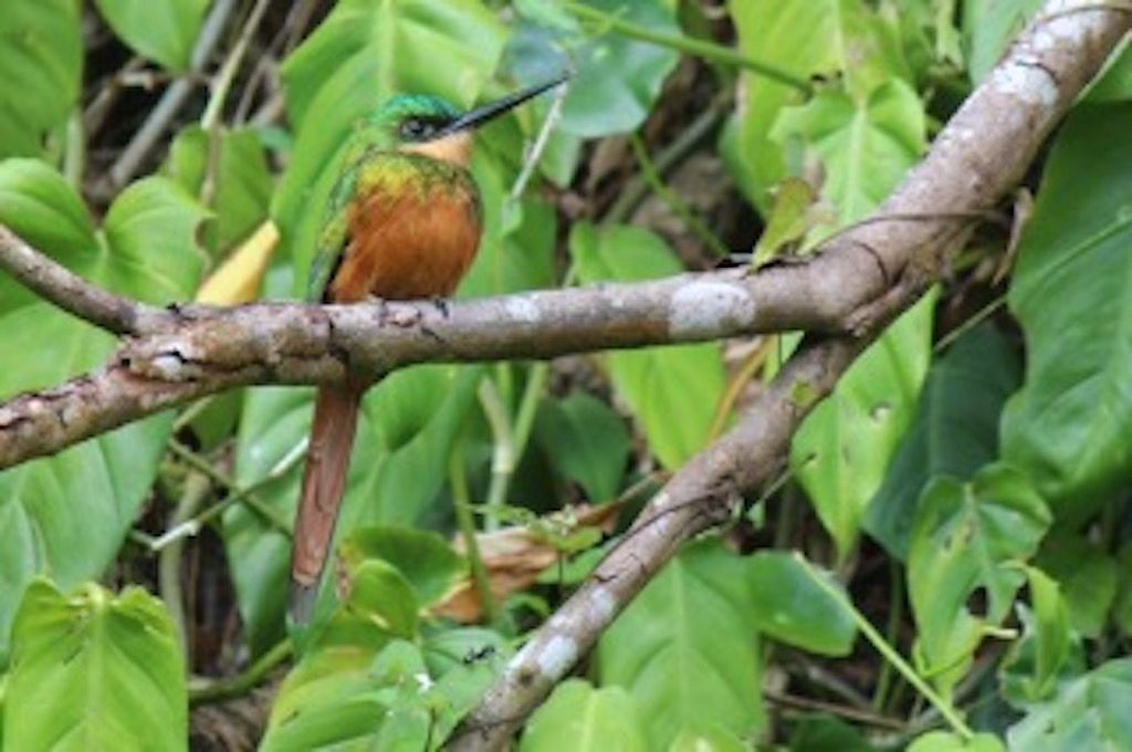 Rainforest Tour - Tobago