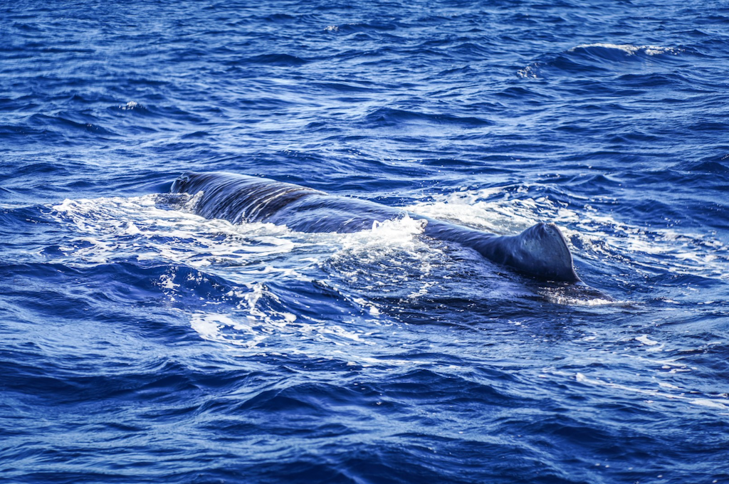 Whale Watching Mauritius